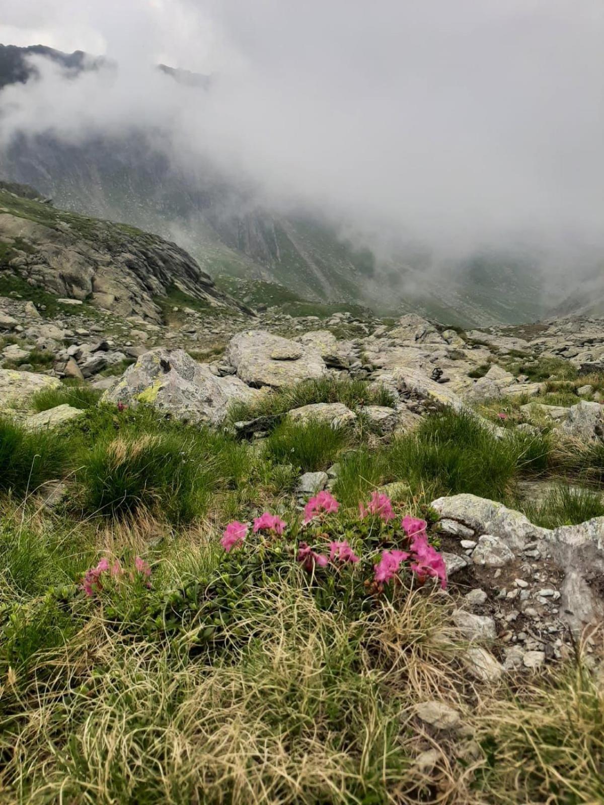 Casa Oaspeti Transfagarasan Apartment คือร์ตีโชอารา ภายนอก รูปภาพ